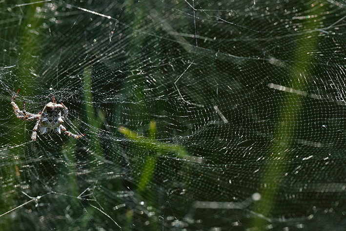 Cyrtophora citricola - Taggia (IM)